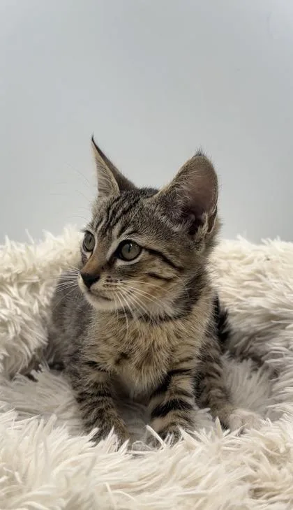 A young small-sized male Domestic Short Hair cat named Messi for adoption in Lawrenceville, GA