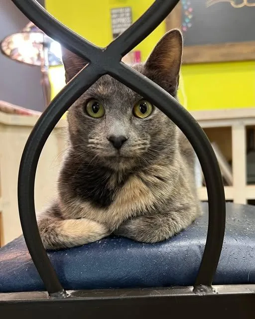 A young medium-sized female Torbie Dilute Tortoiseshell cat named Samantha for adoption in Flint, TX