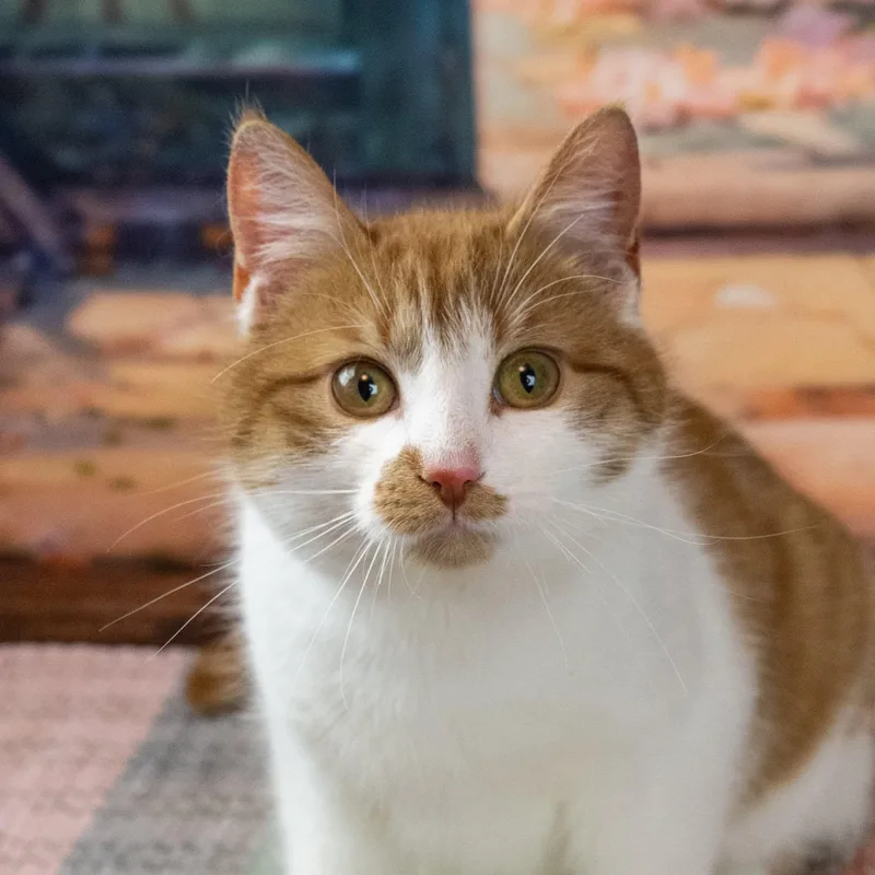 An adult medium-sized male Orange & White Domestic Short Hair cat named Tiberious for adoption in Lapeer, MI