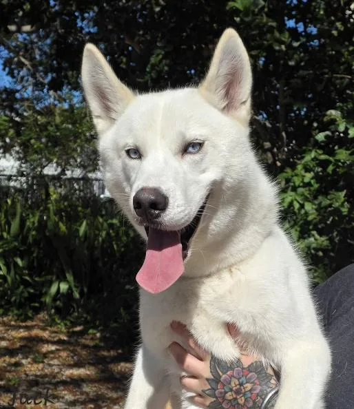 A young medium-sized male White / Cream Husky dog named Jack for adoption in Key Largo, FL