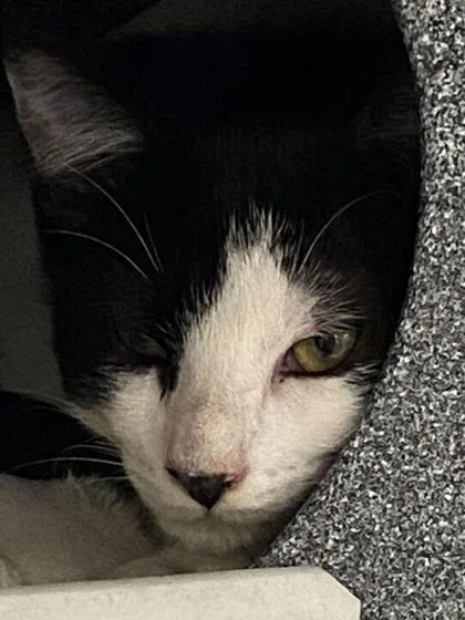 A baby medium-sized male Domestic Short Hair cat named Mr. Max for adoption in Daytona Beach, FL