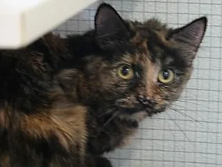 An adult medium-sized female Tortoiseshell cat named Rowan for adoption in Anaconda, MT