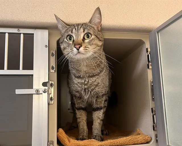 An adult small-sized male Domestic Short Hair cat named Pathfinder for adoption in Denver, CO