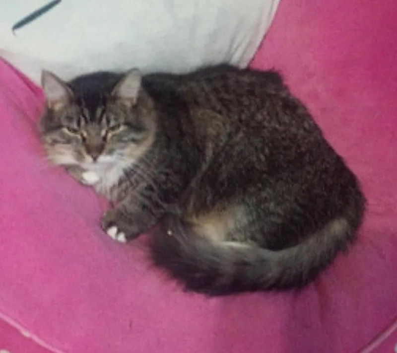 A young medium-sized female Domestic Long Hair cat named Itty Bitty for adoption in Ogden, UT