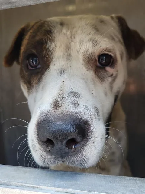 A young medium-sized male American Staffordshire Terrier dog named Hockey Puck for adoption in San Antonio, TX