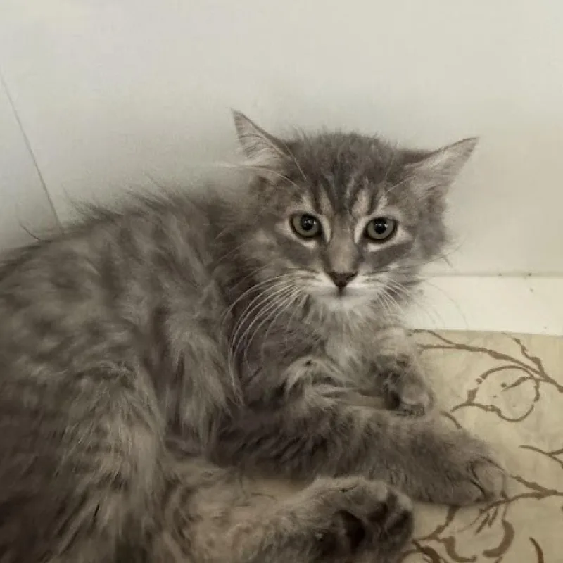 An adult medium-sized female Gray / Blue / Silver Domestic Long Hair cat named Lilly for adoption in Jupiter, FL