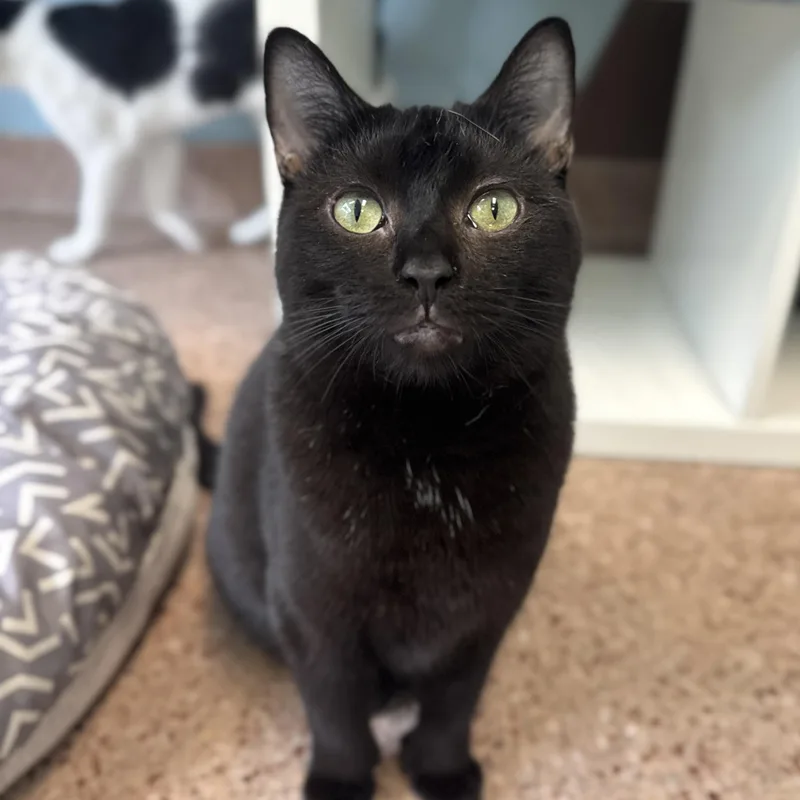 An adult medium-sized female Black Domestic Short Hair cat named Calla Lily for adoption in Philadelphia, PA