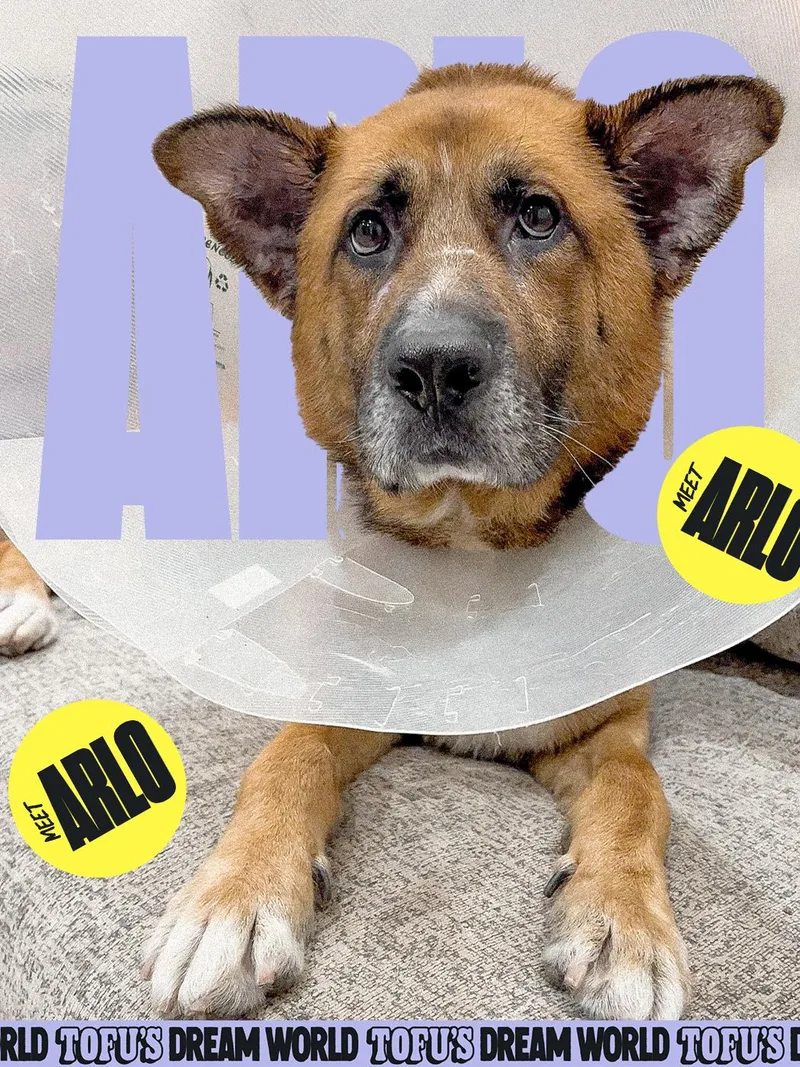 An adult large-sized male German Shepherd Dog dog named Arlo for adoption in Los Angeles, CA