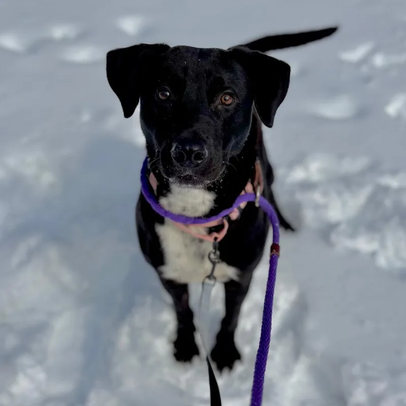 A young medium-sized male Black Mixed Breed dog named Duke for adoption in New York, NY