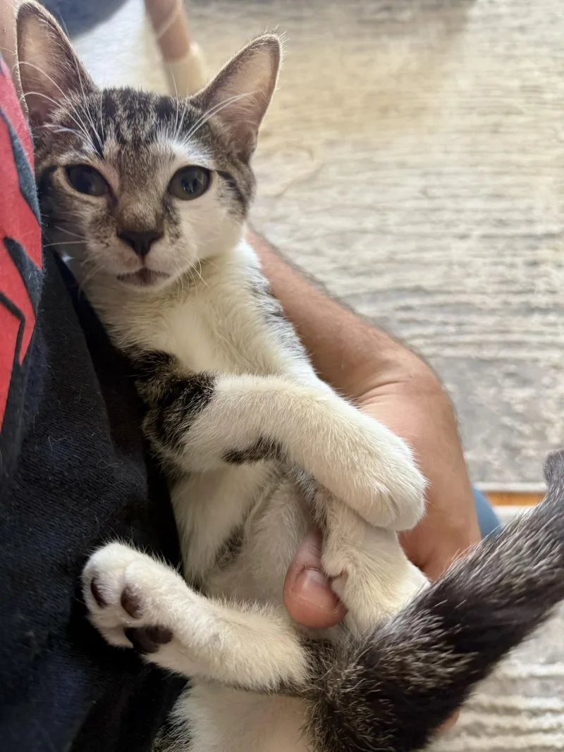 A baby medium-sized male Domestic Short Hair cat named Archie for adoption in Brooklyn, NY