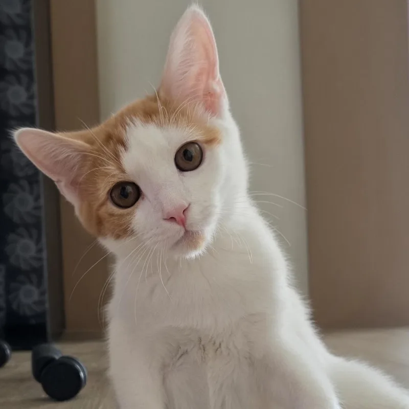 A baby small-sized male Domestic Short Hair cat named Chuck for adoption in Cumming, GA