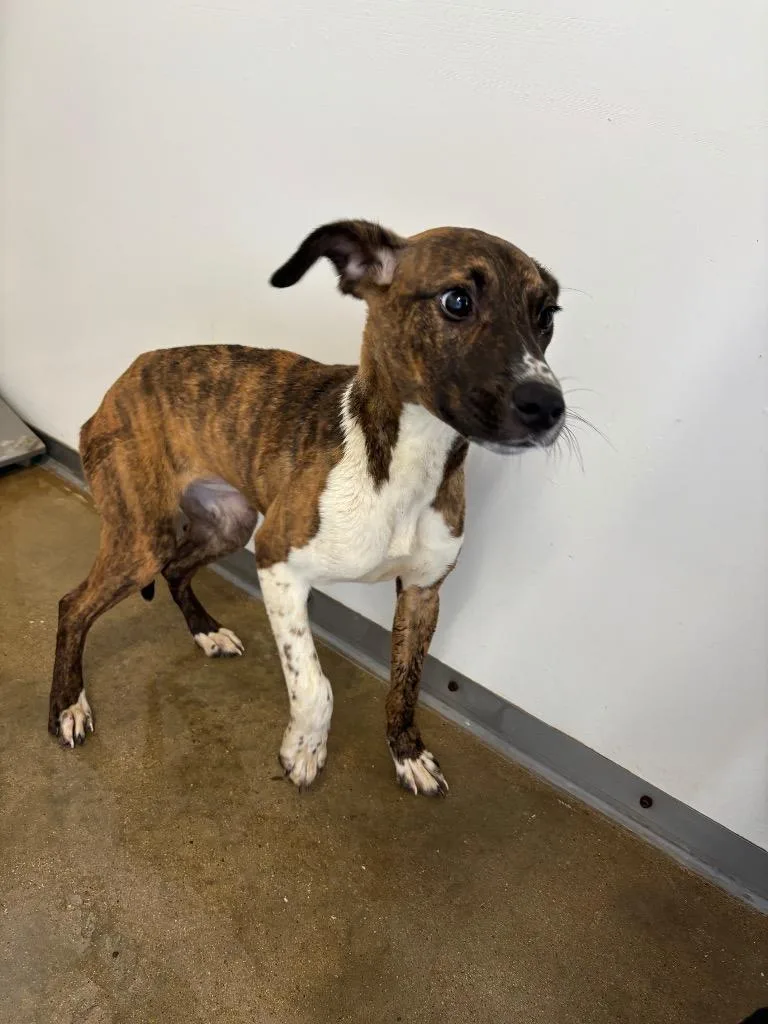 A baby medium-sized female Pit Bull Terrier dog named Rocks for adoption in Belton, TX