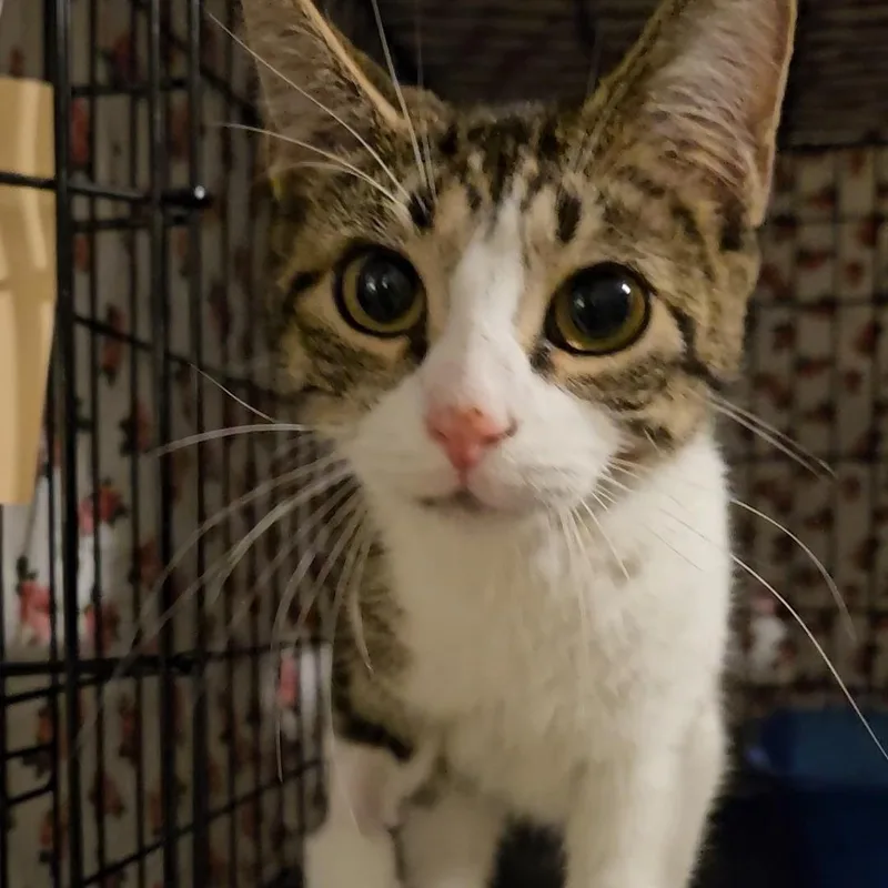 A young medium-sized female Tabby (Brown / Chocolate) Domestic Short Hair cat named Jolie N. The for adoption in New York, NY