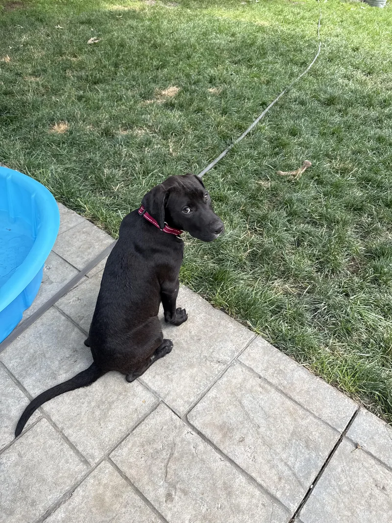 A baby medium-sized female Black Labrador Retriever dog named Pumpkin for adoption in Pleasant Valley, NY