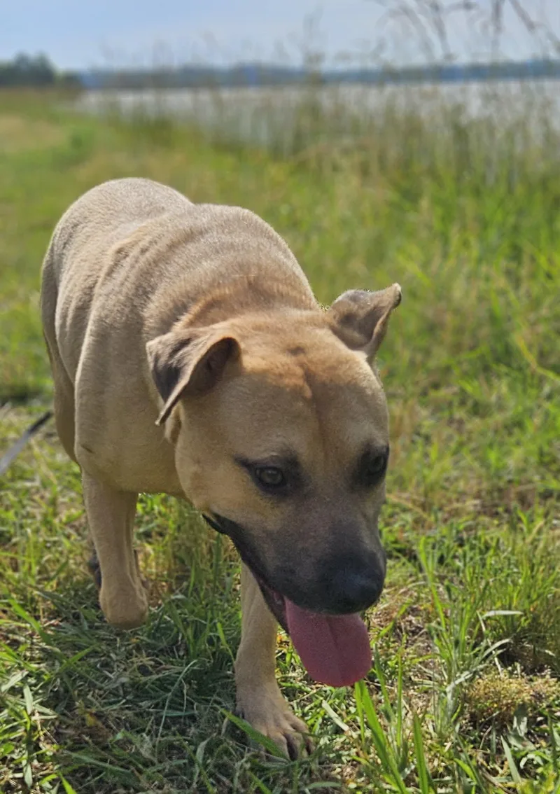 A young medium-sized male Mixed Breed dog named Elliott for adoption in Northwood, NH