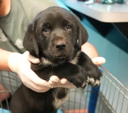 A baby small-sized female Great Pyrenees dog named Lindsey for adoption in Bowling Green, KY