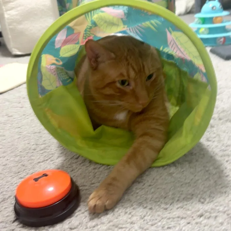 An adult large-sized male Orange / Red Domestic Short Hair cat named Milo for adoption in Medina, OH