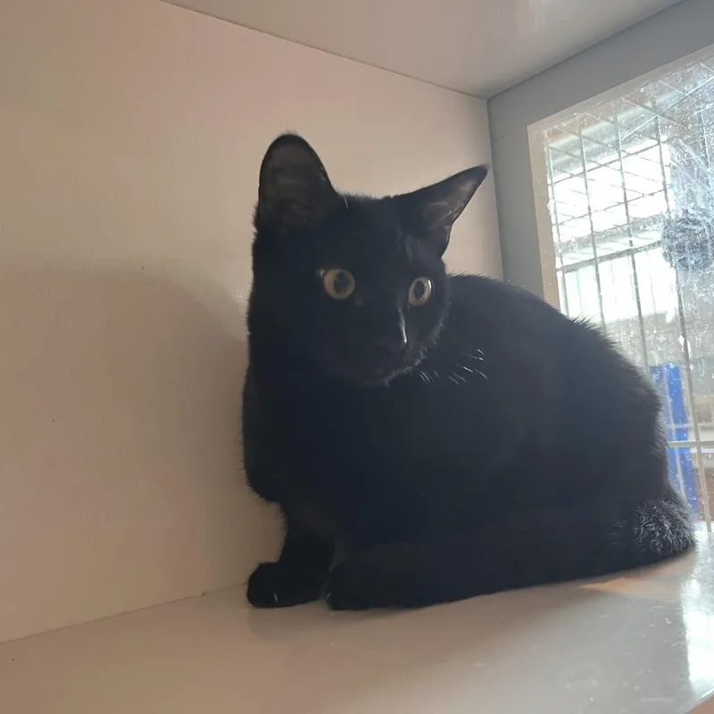 A baby small-sized female Domestic Short Hair cat named Hannah Banana for adoption in Salisbury, MA