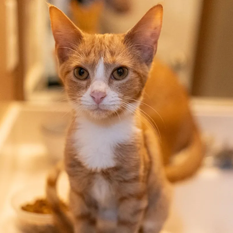 A baby small-sized male Orange / Red Domestic Short Hair cat named Freddy for adoption in Hillsborough, NC