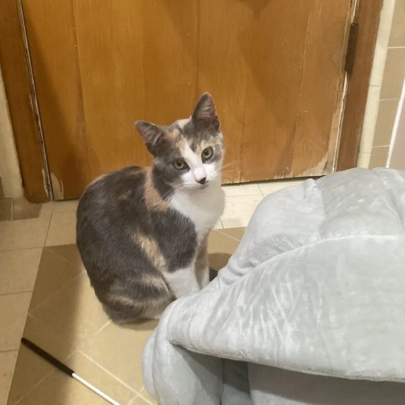 Marilyn Monroe thumbnail 2