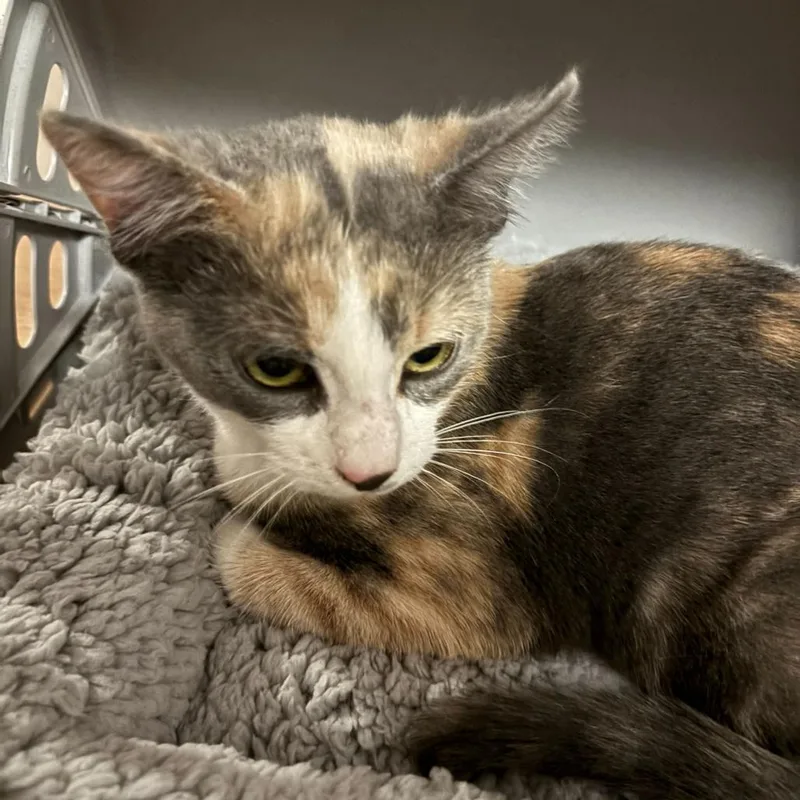 Marilyn Monroe thumbnail 3