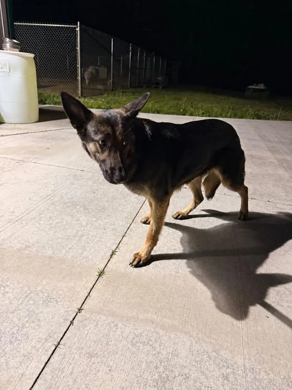 A young large-sized female German Shepherd Dog dog named Tillie for adoption in Campbellsville, KY
