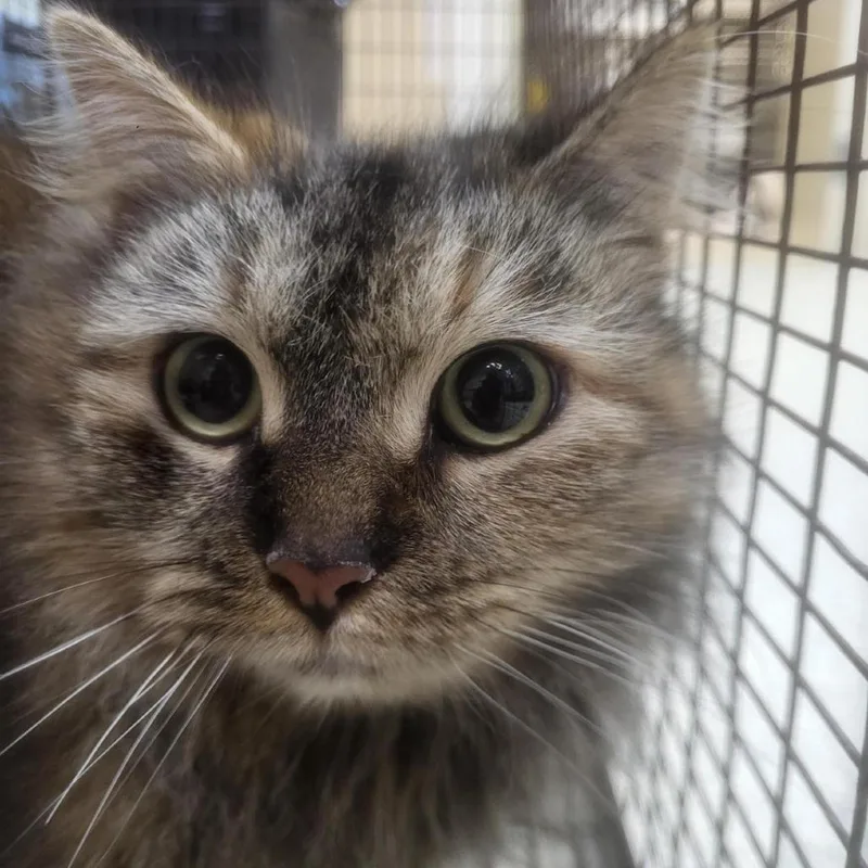 An adult medium-sized female Brown / Chocolate Domestic Medium Hair cat named Pringle for adoption in Windsor, VA