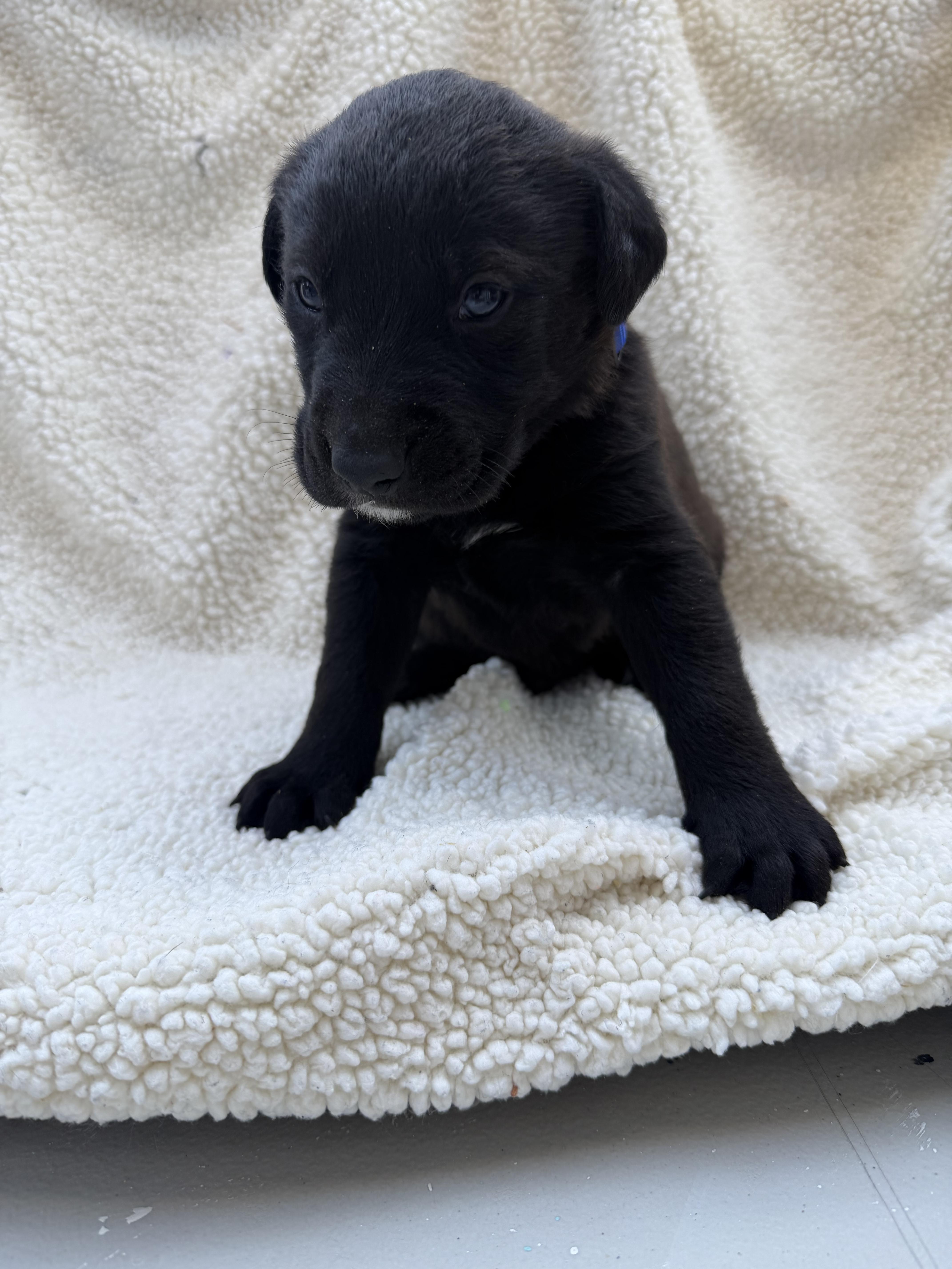A baby small-sized male Labrador Retriever dog named Fudge for adoption in Discovery Bay, CA