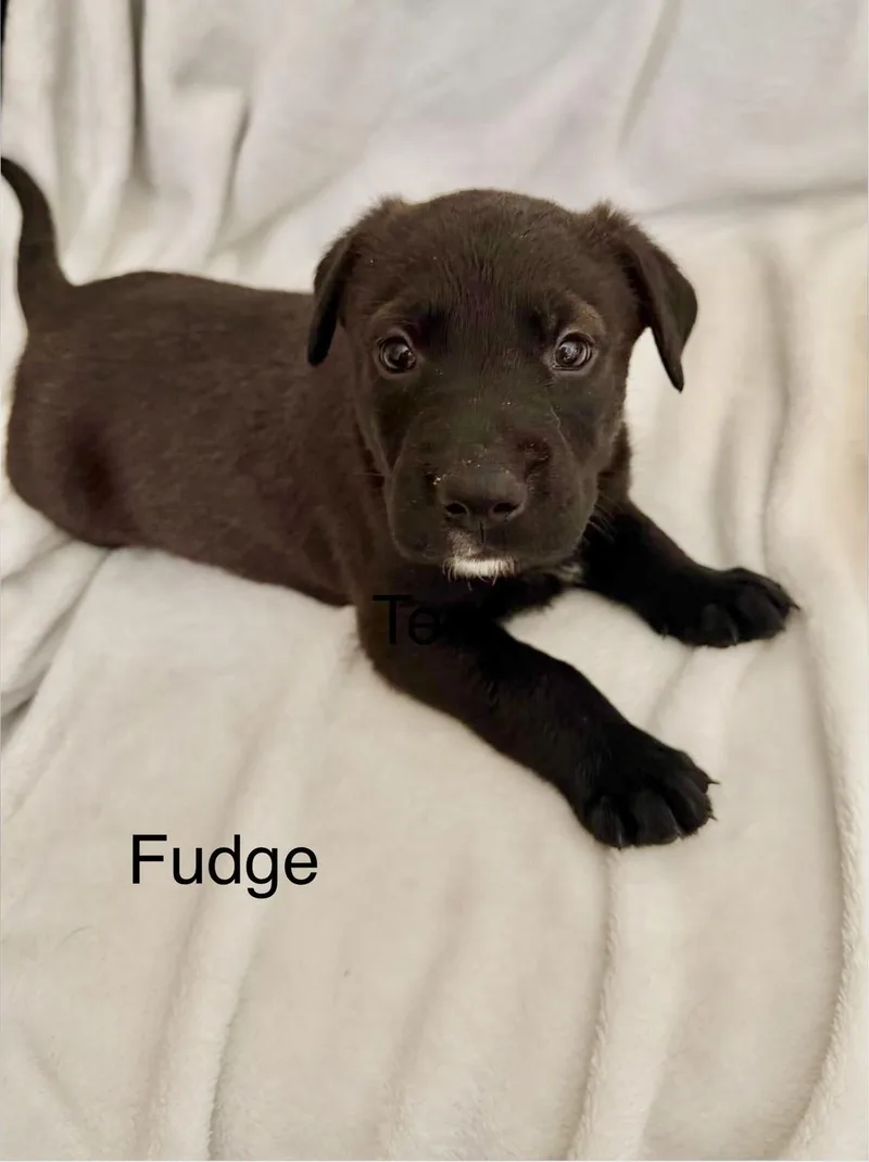 Fudge thumbnail 2