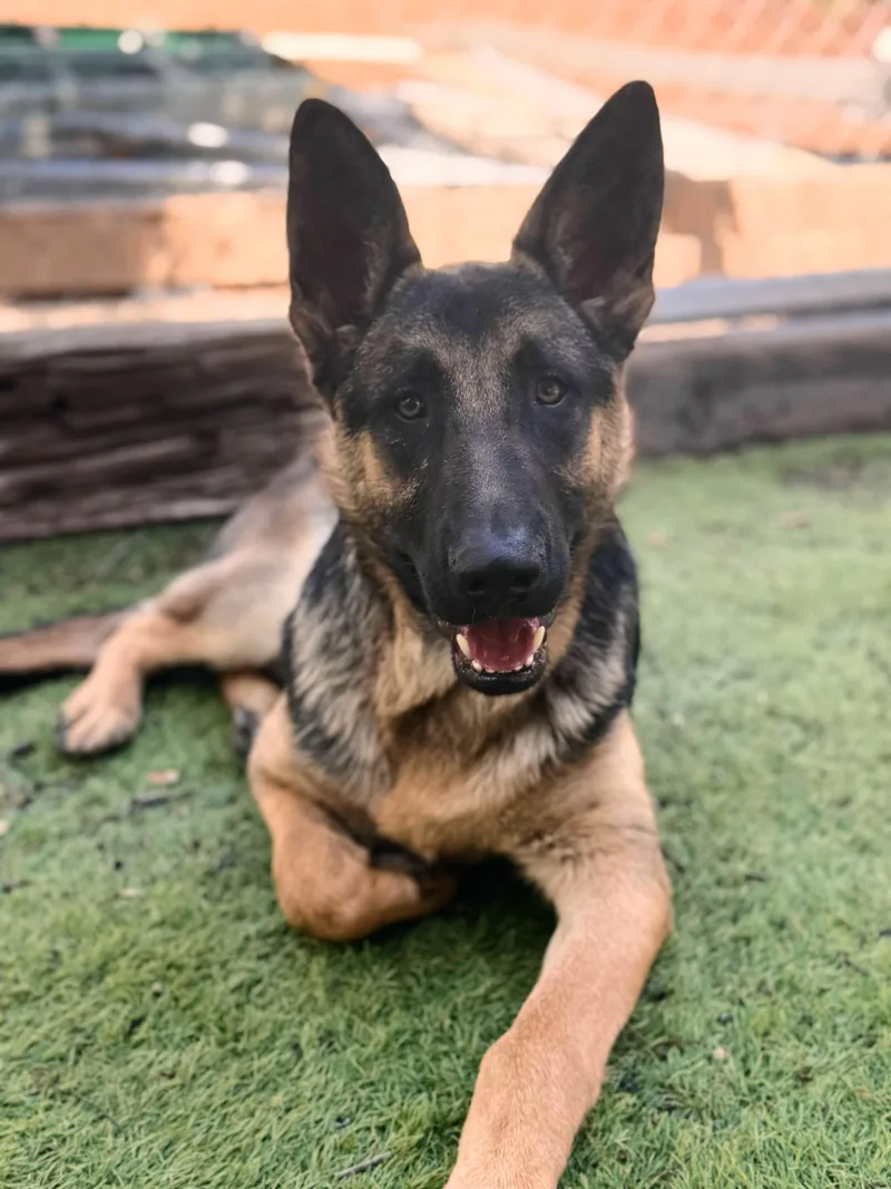 A young large-sized male Black German Shepherd Dog dog named Anthony for adoption in San Diego, CA