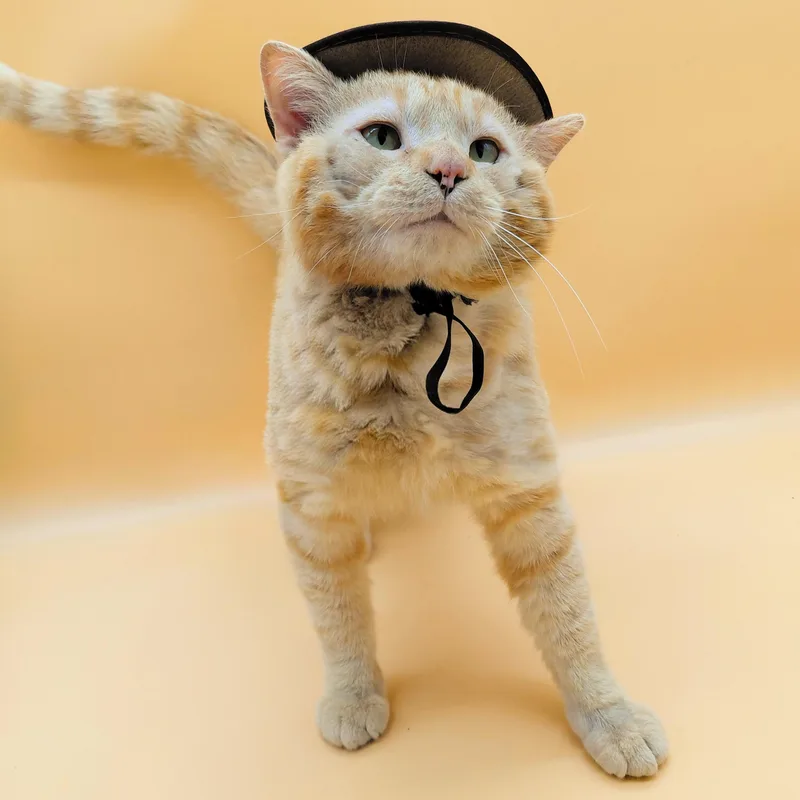 An adult medium-sized male Orange / Red Domestic Short Hair cat named Dapper Dan for adoption in Springfield, MO