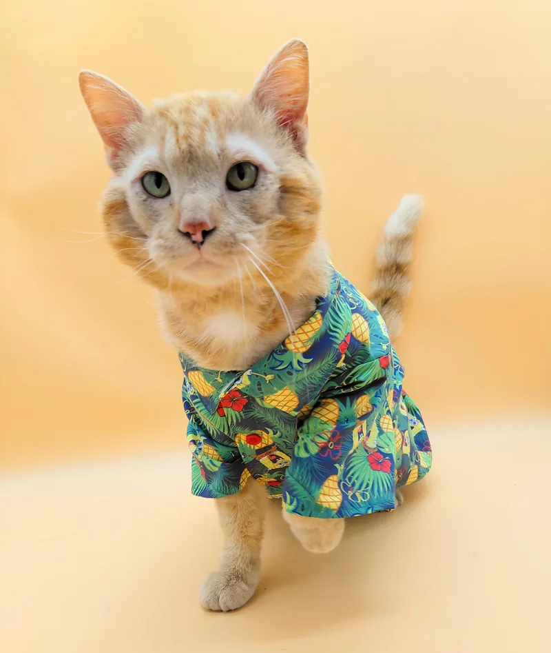 Dapper Dan thumbnail 2