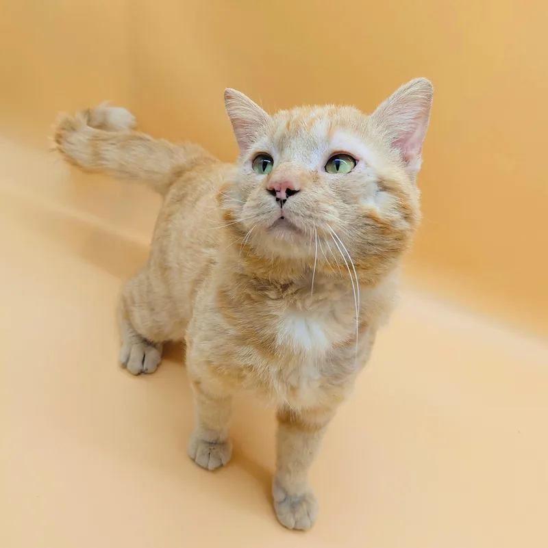 Dapper Dan thumbnail 3