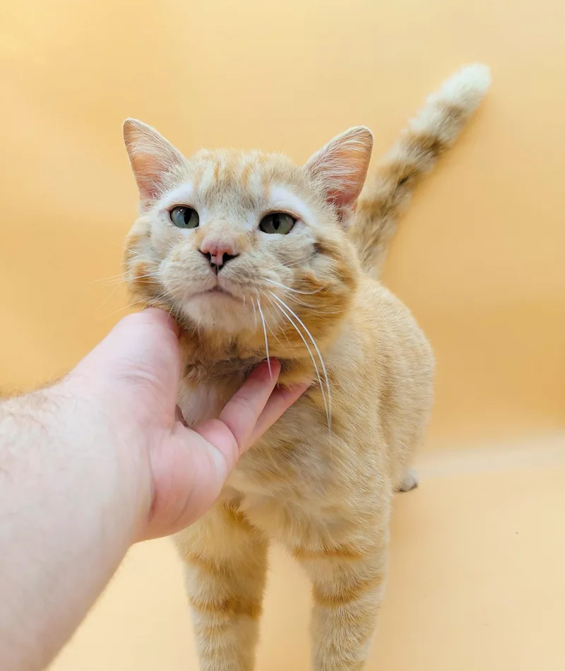 Dapper Dan thumbnail 4