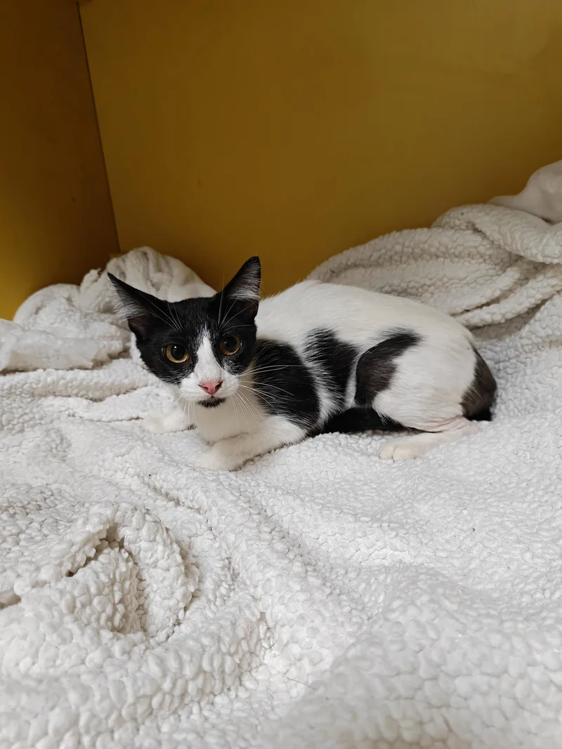 A young medium-sized female Domestic Short Hair cat named Valentine for adoption in Los Angeles, CA