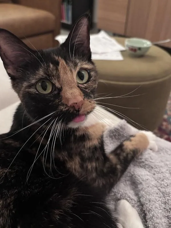An adult small-sized female Domestic Short Hair cat named Sushi for adoption in Austin, TX