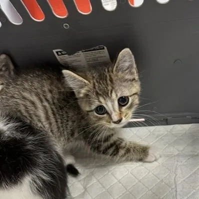A baby small-sized female Brown / Chocolate Domestic Short Hair cat named Pencil for adoption in Indianapolis, IN