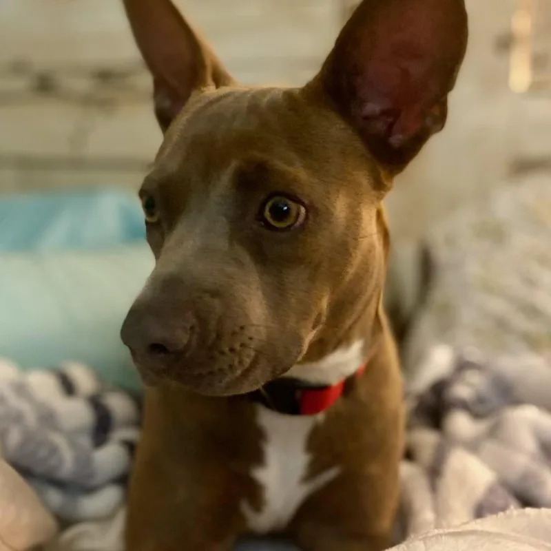 A baby medium-sized female Brown / Chocolate Boxer dog named Hattie for adoption in Andover, MA