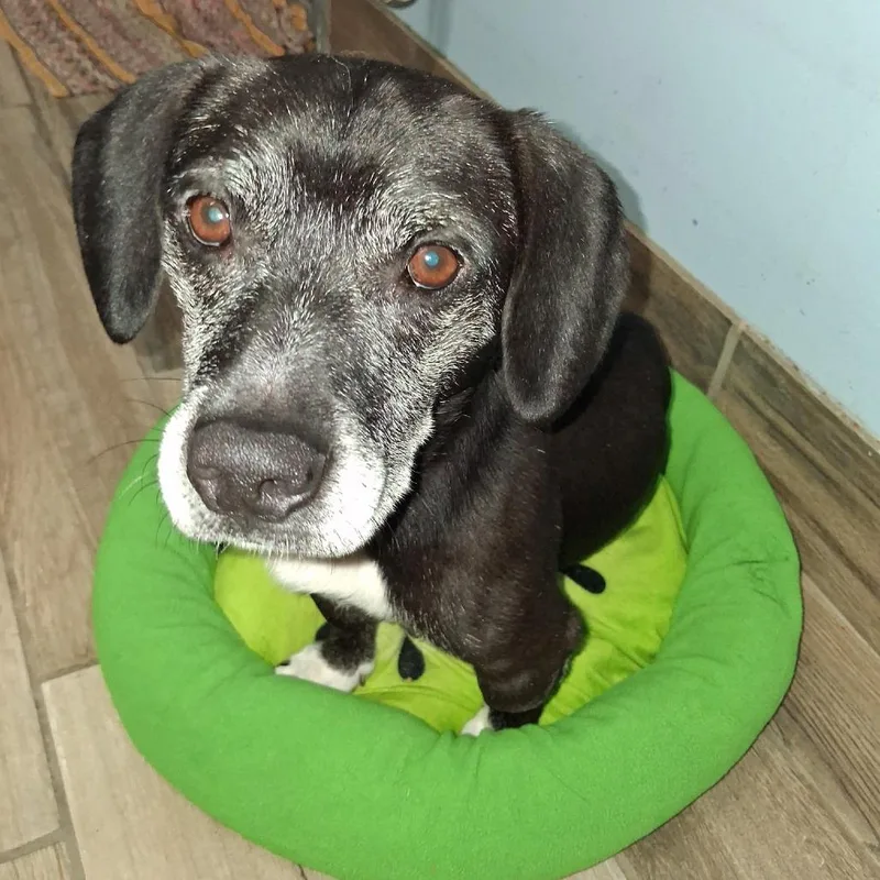An adult medium-sized male Mixed Breed dog named Fred for adoption in Henderson, KY