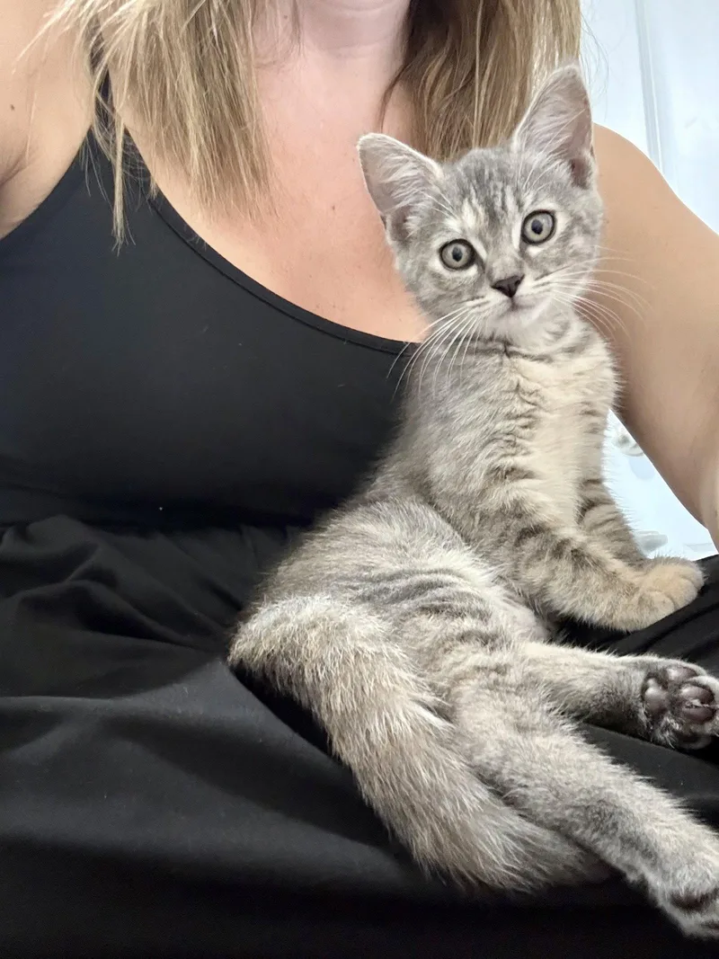 A baby small-sized female Domestic Short Hair cat named Rose for adoption in Orlando, FL