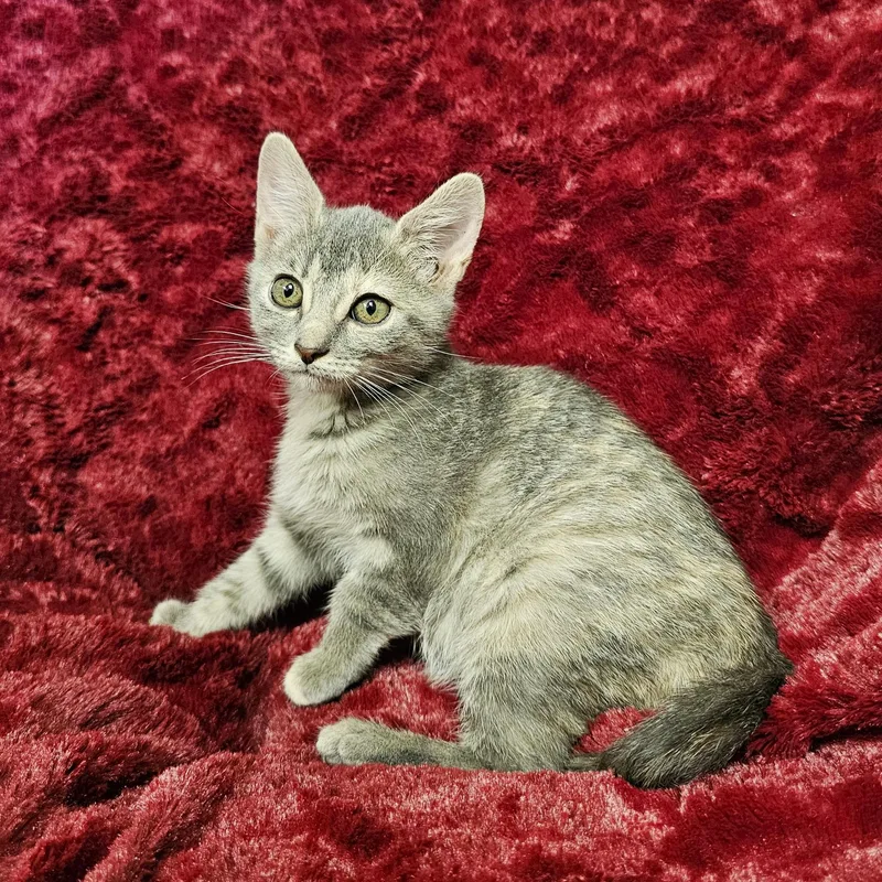 A baby medium-sized female Tabby (Gray / Blue / Silver) Domestic Short Hair cat named Maple for adoption in Searcy, AR
