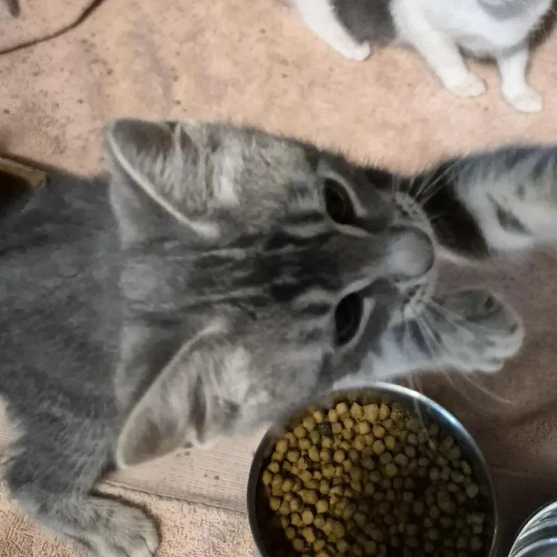 A baby small-sized male Gray / Blue / Silver Domestic Short Hair cat named mk Three for adoption in Natick, MA