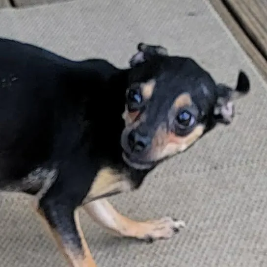 An adult small-sized female Bicolor Chihuahua dog named Gloria for adoption in Van Alstyne, TX