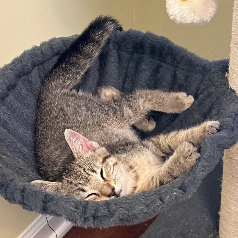 A baby medium-sized female Tabby cat named Ginger for adoption in Kentwood, MI