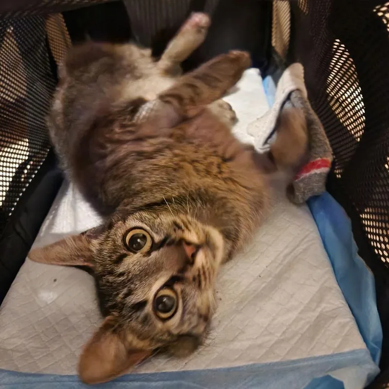 A young small-sized female Brown / Chocolate Domestic Short Hair cat named Brownie for adoption in Long Island City, NY