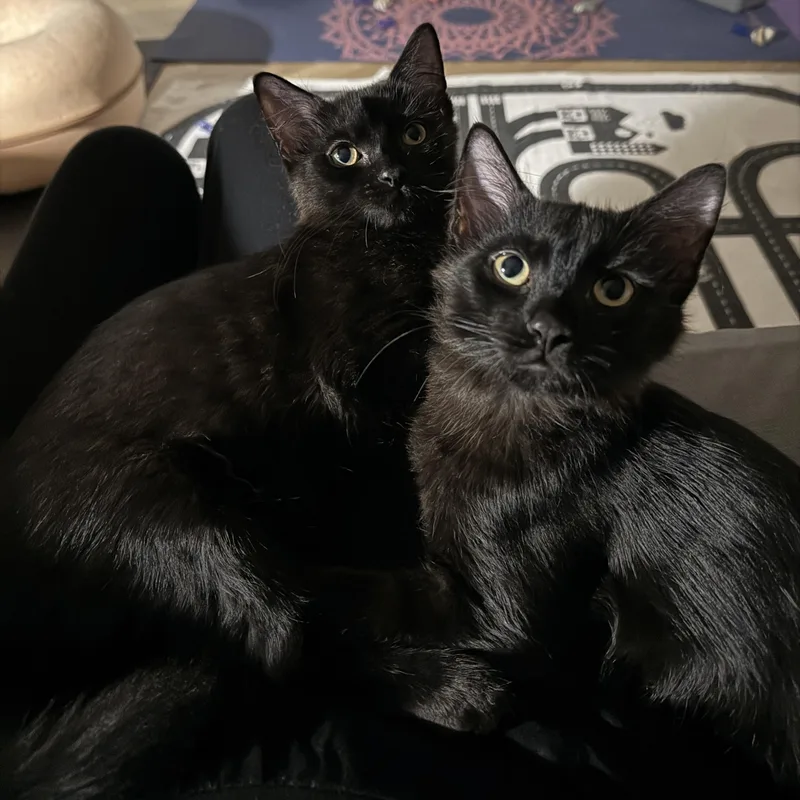 Sumo Orange thumbnail 3