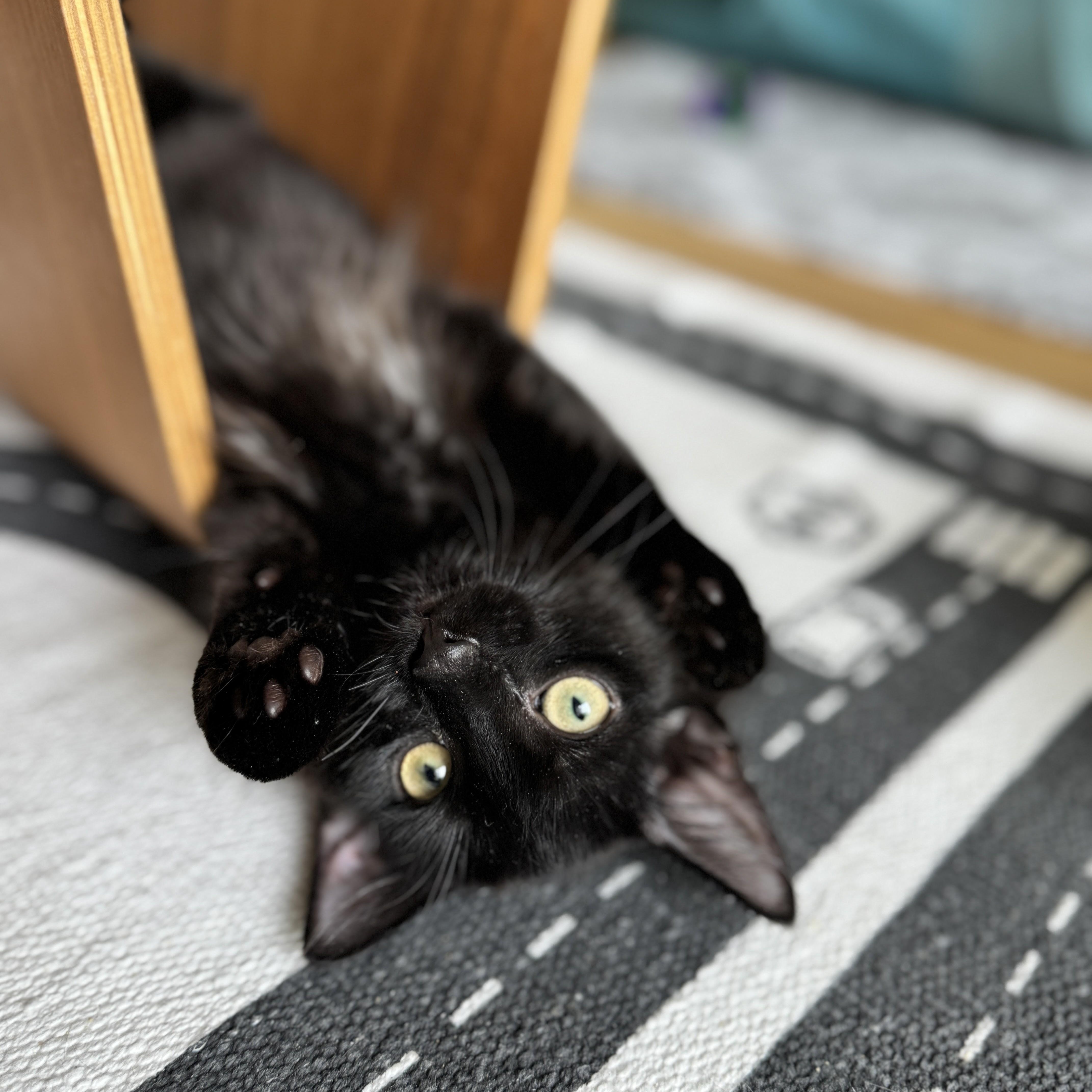 A young medium-sized male Black Domestic Medium Hair cat named Sumo Orange for adoption in brooklyn, NY