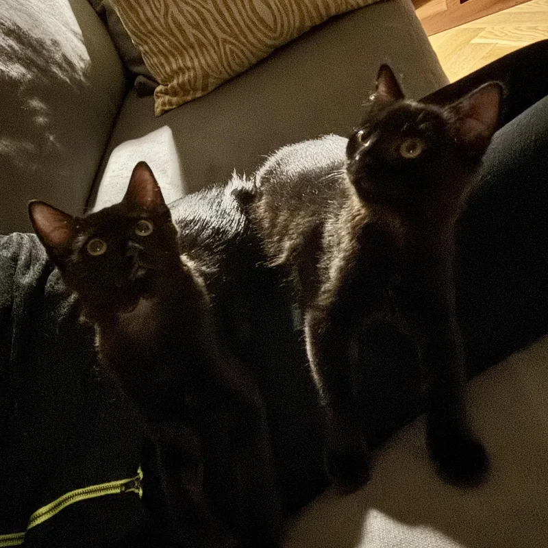 Sumo Orange thumbnail 4