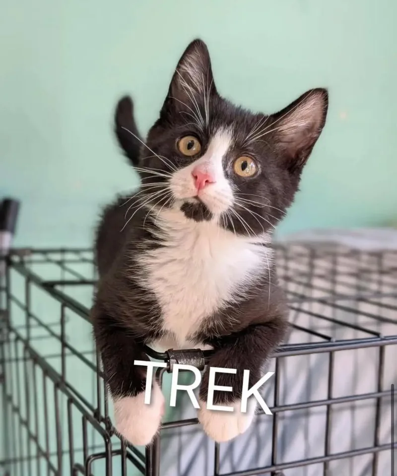 A baby small-sized female Domestic Long Hair cat named Trek for adoption in Gorham, ME