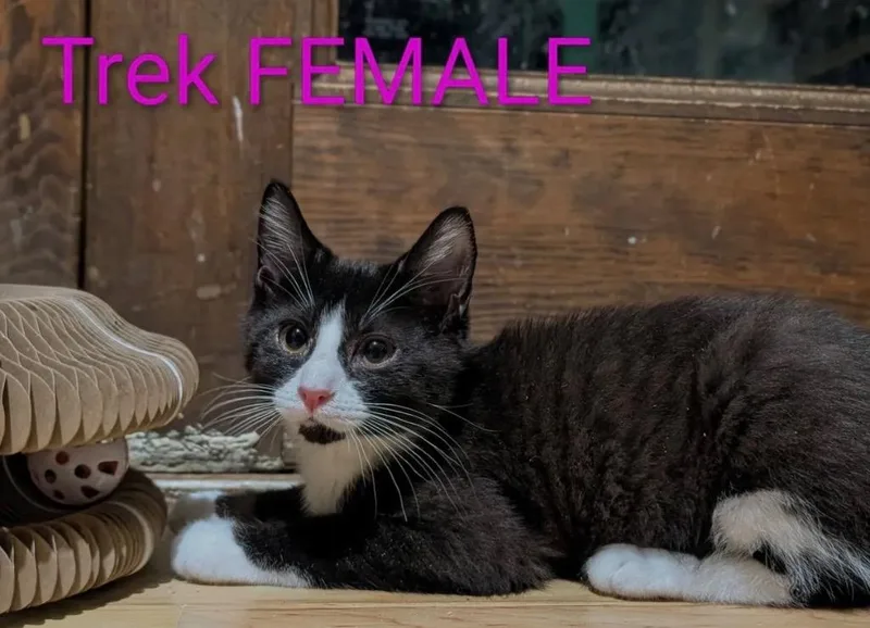 Trek thumbnail 2